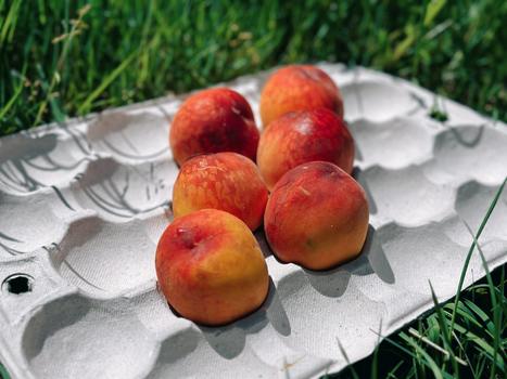 Peach tray 480x285