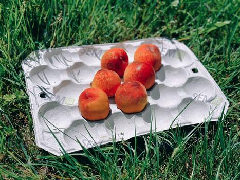 Taca brzoskwiniowa 500x300