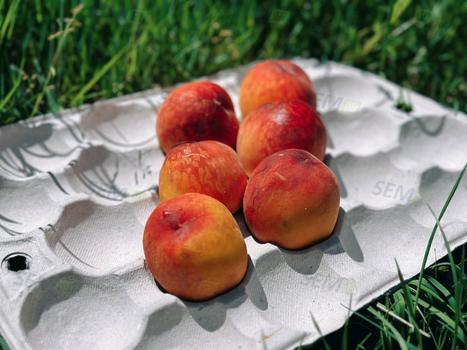 Taca brzoskwiniowa 480x285